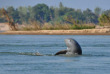Cambodge - Les dauphins d'eau douce de Kratie
