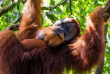 Indonésie - Sumatra - Mâle orang-outan à Bohorok © Shanti Besse – Shutterstock