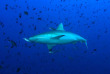 Maldives  - Centre de plongée Dive Ocean - Requin