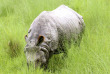 Népal - Rhinocéros unicorne du Parc national du Chitwan © Kasara Resort