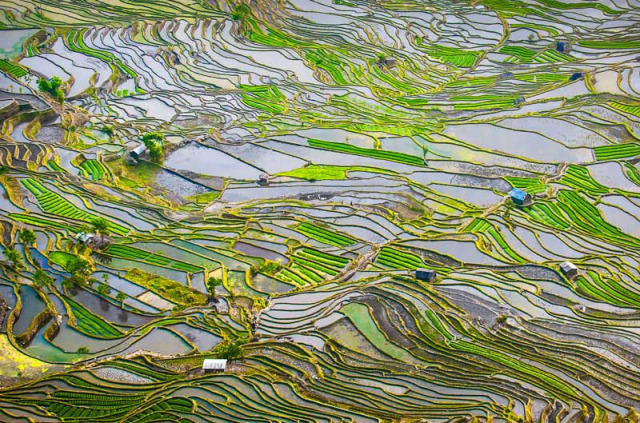 Chine - Yunnan – Les rizières de Yuanyang © Javarman – Fotolia