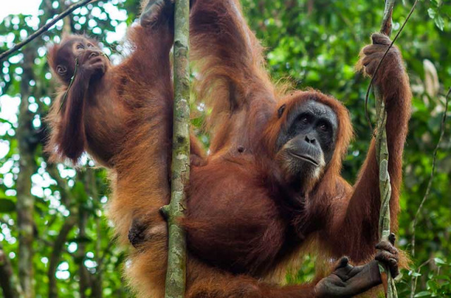 Indonésie - Sumatra - Les orang-outans de Bohorok © Denys Kutsevalov – Shutterstock
