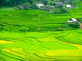 Vietnam - Escapade à Sapa - Les rizières de la vallée de Sapa