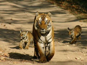 Inde - Les tigres du Gujarat