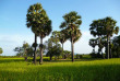 Cambodge - Croisière à bord du Mekong Pandaw - Nature cambodgienne © Pandaw Cruises