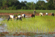 Cambodge - La campagne cambodgienne
