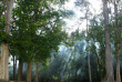 Cambodge - Les forêts d'Angkor