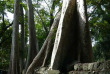 Cambodge - Le temple du Ta Phrom à Angkor