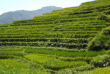 Chine - Les rizières des environs de Longsheng