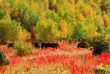 Chine - Les environs de Shangri La © Yunnan Provincial Tourism Administration