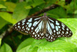 Inde - La route de Pondichery - Papillon