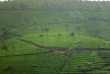 Inde - La route de Pondichery - Théiers