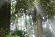 Inde - Dans les forêts de Darjeeling © Kanojia