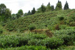 Inde - Plantation de thé à Darjeeling © Kanojia