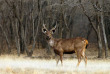 Inde - Sur les pas des maharajas – Ranthambore © Mikadun – Shutterstock