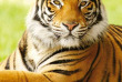 Inde - Tigre du Gujarat