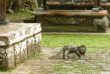 Indonésie - Bali - Sculpture du temple de Batukaru