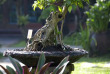Indonésie - Bali - Keraton Jimbaran Beach Resort - Jardin de l'hôtel
