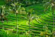 Indonésie - Bali - Riziere de Jati Luwih © Duchy – Shutterstock