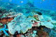 Indonésie - Bali - Croisière SeaTrek dans les Iles de la Sonde - Fonds marins