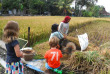Indonésie - Java - Récolte du riz © D'Omah Yogya