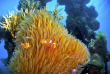 Indonésie - Karimunjawa - Kura Kura Resort - Plongée