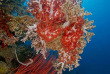 Indonésie - Karimunjawa - Kura Kura Resort - Plongée