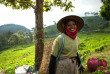 Indonésie - Java - Rencontre dans les plantations de thé © Alila Hotels