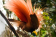 Indonésie - Papua - Séjour dans la Vallée du Baliem © Papua Explorer Tours & Expeditions