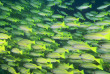 Indonésie - Raja Ampat - Papua Diving