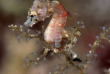 Indonésie - Raja Ampat - Papua Diving