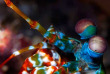 Indonésie - Raja Ampat - Papua Diving