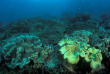 Indonésie - Raja Ampat - Papua Diving