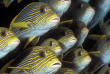 Indonésie - Raja Ampat - Papua Diving