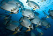 Indonésie - Raja Ampat - Papua Diving  Arron Gekoski