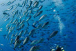 Indonésie - Raja Ampat - Papua Diving  Hamid Rad