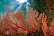 Indonésie - Raja Ampat - Papua Diving