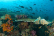 Indonésie - Raja Ampat - Papua Diving © bittenbysharks.com