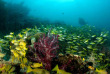 Indonésie - Raja Ampat - Papua Diving © bittenbysharks.com