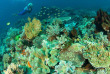 Indonésie - Raja Ampat - Papua Diving © bittenbysharks.com