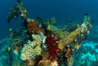 Indonésie - Raja Ampat - Papua Diving © bittenbysharks.com