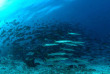 Indonésie - Raja Ampat - Papua Diving © bittenbysharks.com