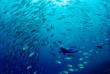 Indonésie - Raja Ampat - Papua Diving © bittenbysharks.com