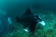 Indonésie - Raja Ampat - Papua Diving © bittenbysharks.com
