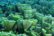 Indonésie - Raja Ampat - Papua Diving