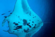 Indonésie - Raja Ampat - Papua Diving