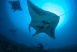 Indonésie - Raja Ampat - Papua Diving © Scott Graham