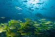 Indonésie - Raja Ampat - Papua Diving