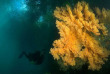 Indonésie - Raja Ampat - Papua Diving 