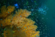 Indonésie - Raja Ampat - Papua Diving